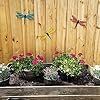 Metal Dragonfly Wall Decor Outdoor Garden Fence Art,Hanging Decorations for Living Room, Bedroom, 3 Pack
